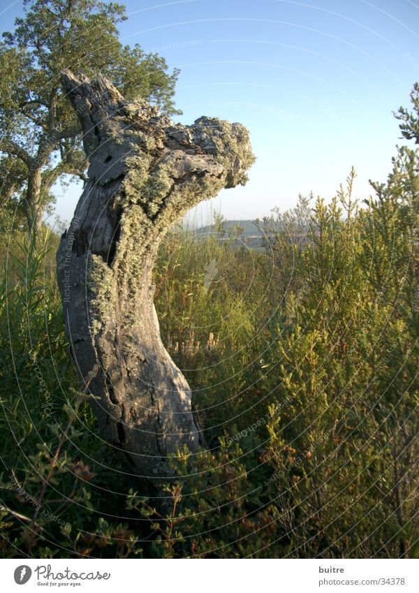 steadfast Tree Green Meadow Death Dull Headstrong Spain Unwavering Sky