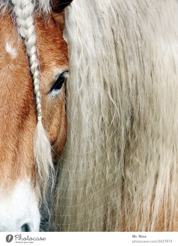 You have beautiful hair Horse Horse's head Pony Braids Plaited Animal Animal portrait Mane Farm animal Pelt Hair and hairstyles Equestrian sports Coat care