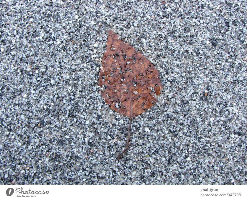 Leaf, flat! Nature Plant Street Lie Natural Brown Gray Emotions Loneliness End Decline Transience Asphalt Autumn Level Fossil Colour photo Subdued colour