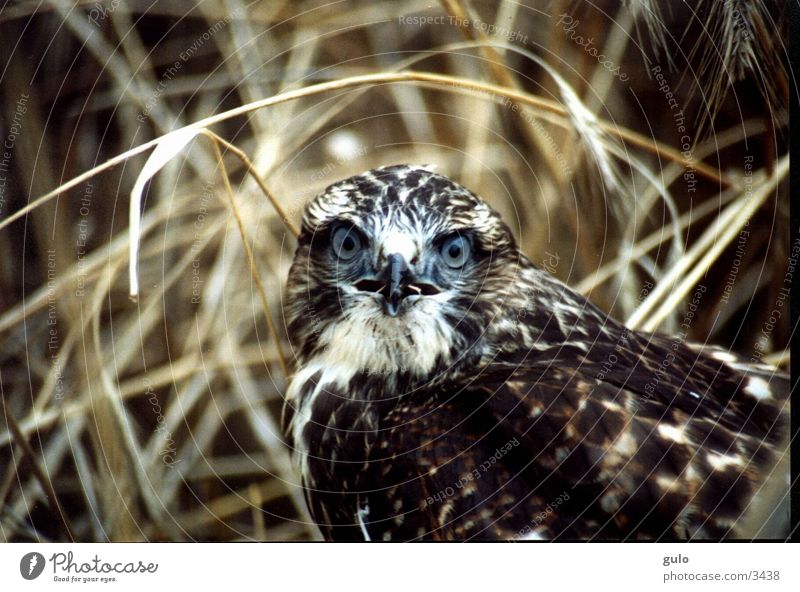 Portrait of a bird of prey Hawk Field Bird Young bird Shock