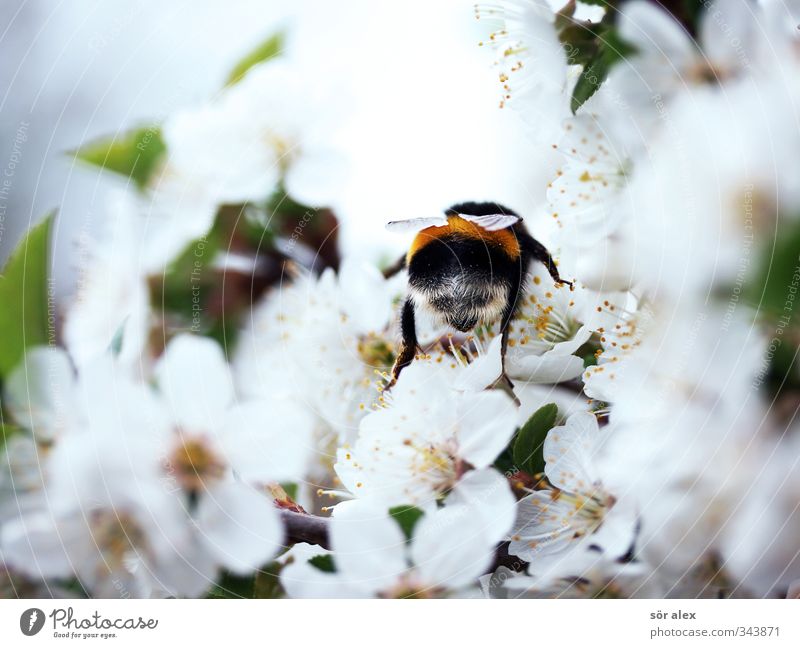 Season Environment Nature Spring Beautiful weather Blossom Wild animal Bumble bee Insect 1 Animal Flying To feed Friendliness Fresh Positive Green Black White