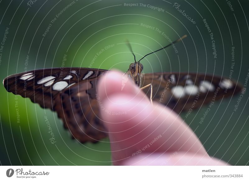 tame Animal Butterfly 1 Brown Green Restful Colour photo Exterior shot Blur Animal portrait