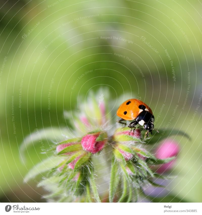 buggy Environment Nature Plant Animal Summer Beautiful weather Flower Leaf Blossom Wild plant Field Beetle Ladybird 1 Blossoming Crawl Esthetic Small Natural