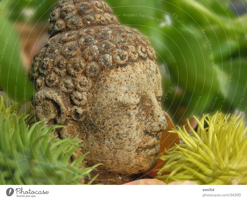 le petit Green Meditation Relaxation Blur Craft (trade) Buddha Stone Old Head Plant Thorn