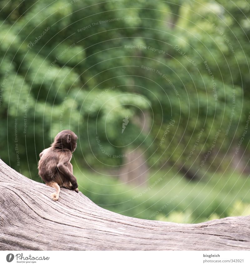 Monkey III Animal Wild animal Monkeys 1 Baby animal Looking Sit Small Cute Brown Green Colour photo Exterior shot Deserted Copy Space top Day