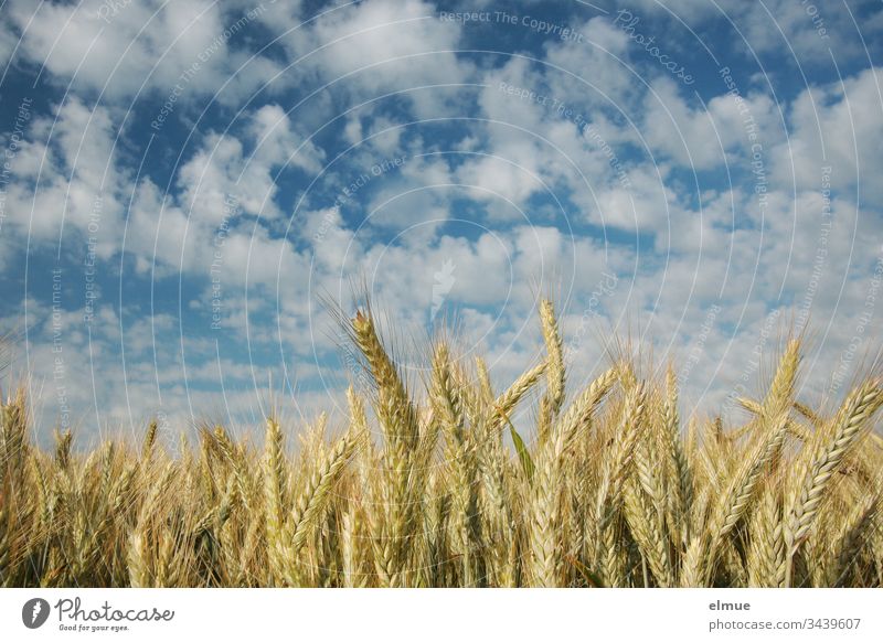 Grain field from the frog's eye view with many fair weather clouds triticale Agriculture field economy Tire acre Field spike Blade of grass Summer Nature Plant