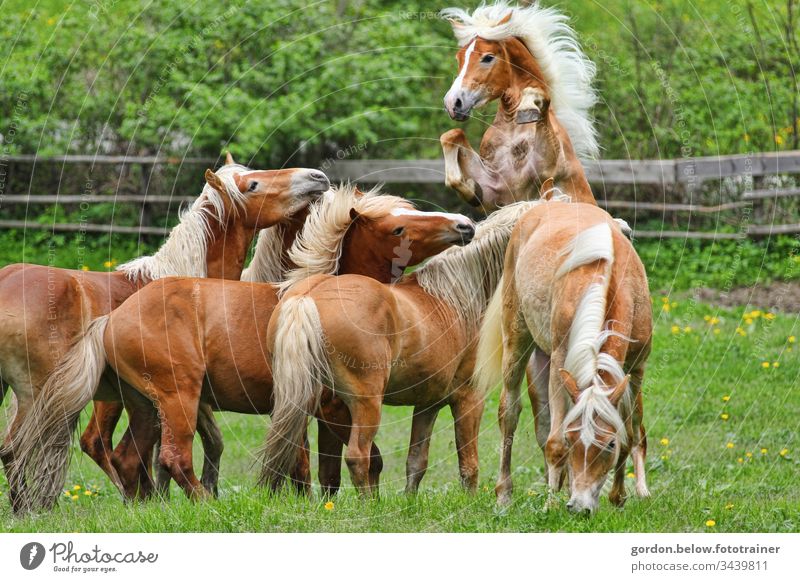 Group photo Hafflinger stallions daylight Group picture animals horses Horses are the centre of attention Species photograph Summer Landscape format