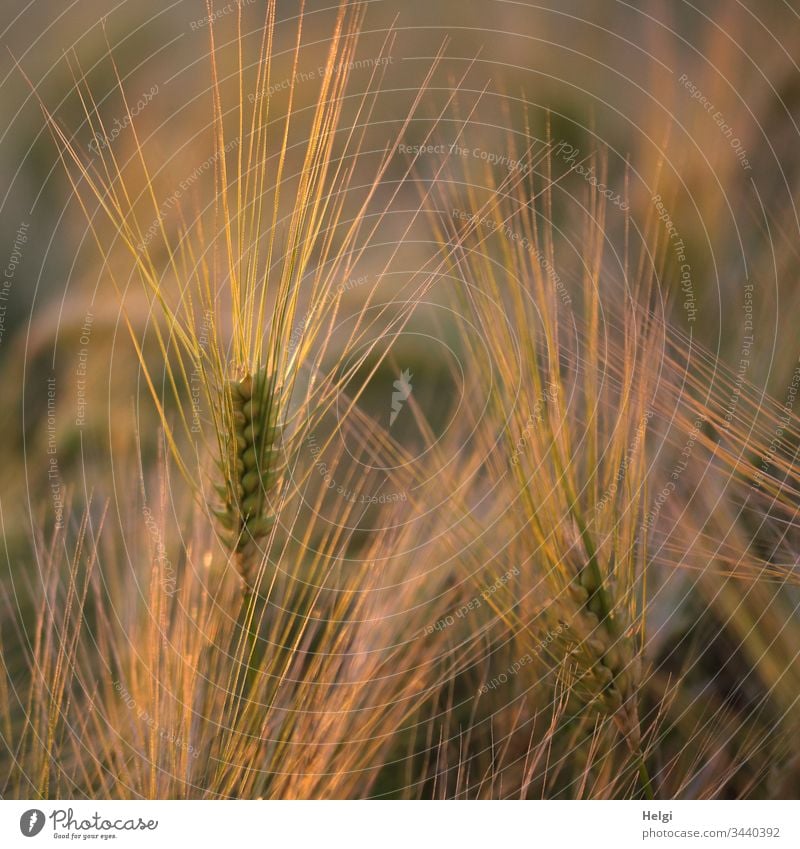 Barley ears grow in a grain field and shine in the evening sun Barleyfield Grain Grain field Cornfield spike Field Agriculture Plant Exterior shot Summer