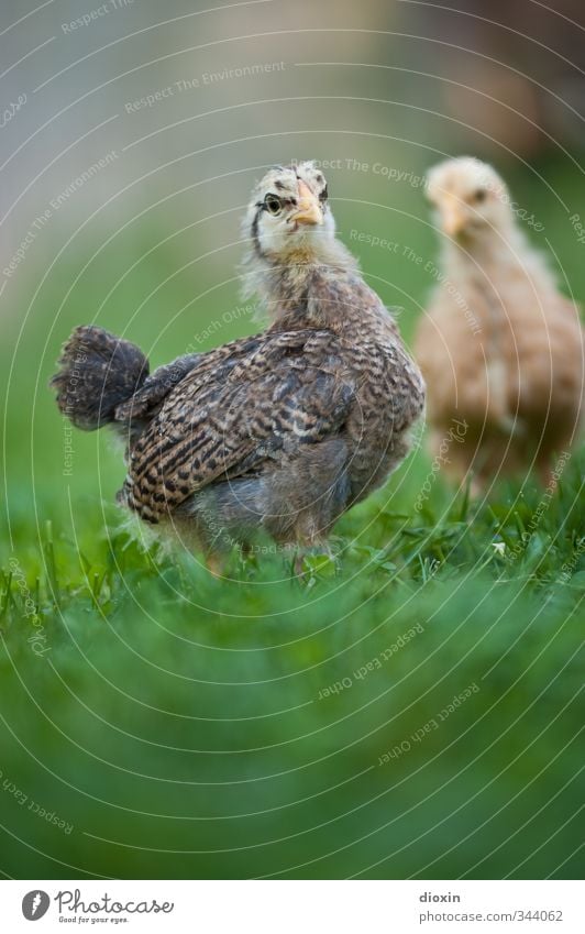 The critical view Agriculture Forestry Environment Nature Grass Meadow Animal Pet Farm animal Bird Wing Gamefowl Chick 2 Baby animal Looking Stand Cuddly Small