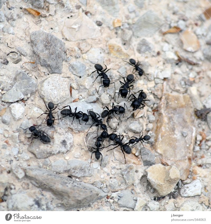 meeting Nature Animal Wild animal Ant Column of ants Group of animals Work and employment Crawl Small Gray Black Attachment Subdued colour Exterior shot