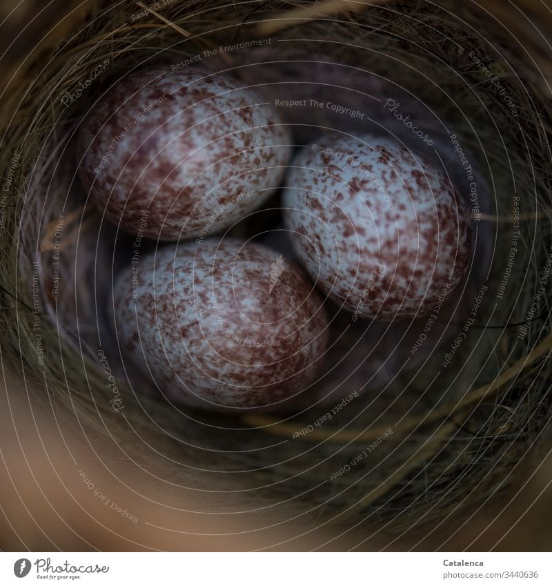 Bird's nest with turquoise, brown speckled sparrow eggs Nest Nature Egg Animal Sparrow Sparrow eggs Spring Deserted Easter Easter egg Easter egg nest Brown