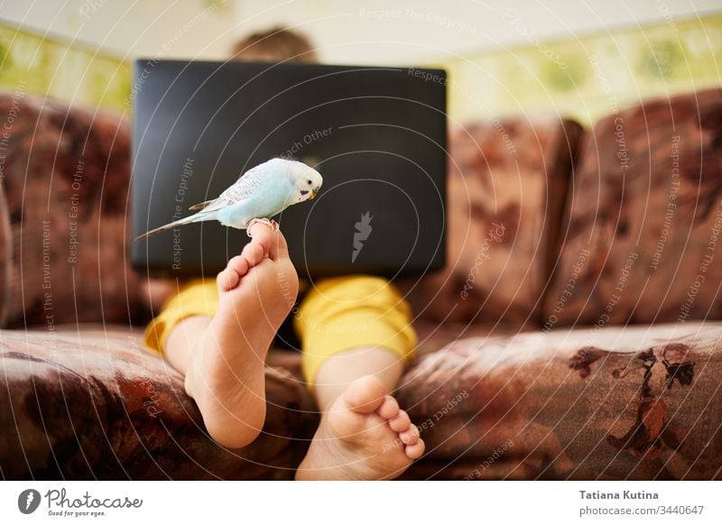 A blue budgie is sitting on the leg of a teenager who studies at home or plays on a laptop during quarantine of a coronovirus infection. addiction animals