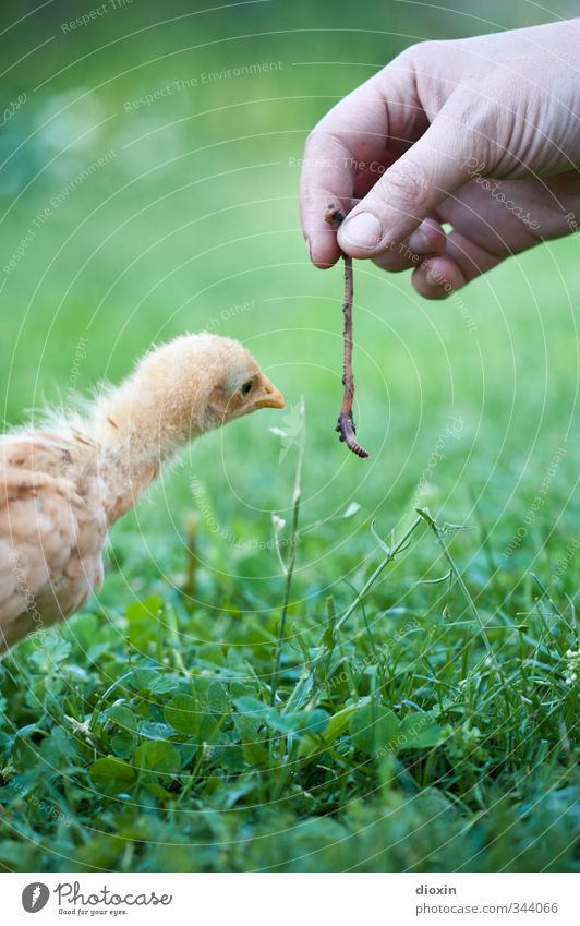How's that? Can you eat THAT? Agriculture Forestry Hand Environment Nature Grass Animal Pet Bird Gamefowl Chick Worm 1 2 Baby animal Feeding Looking Cuddly