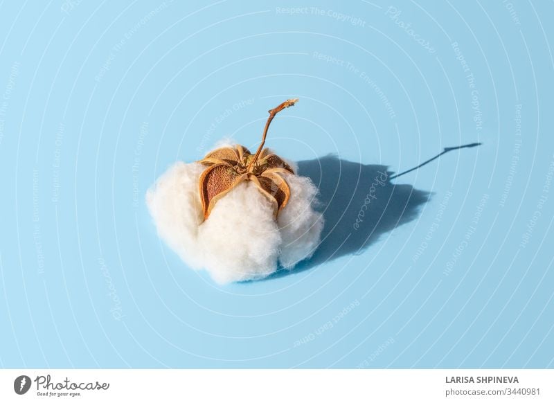 Cotton white dry plant flower, fluffy cotton ball with shadow on blue background, closeup natural soft material bud nature blossom macro isolated organic