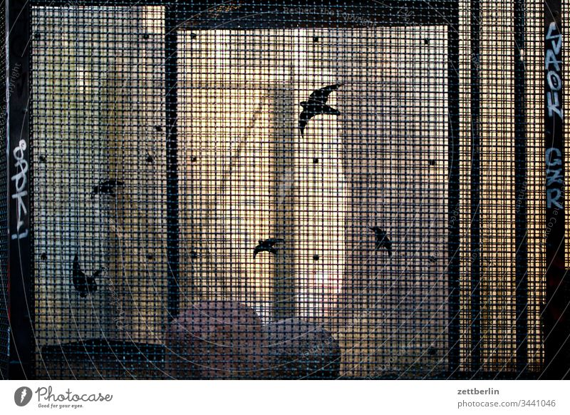 Aviary on the outside Deserted Copy Space aviary aviaries Cage Bird's cage Zoo animal park jail Captured penned Park ornithology Grating latticed Light Shadow