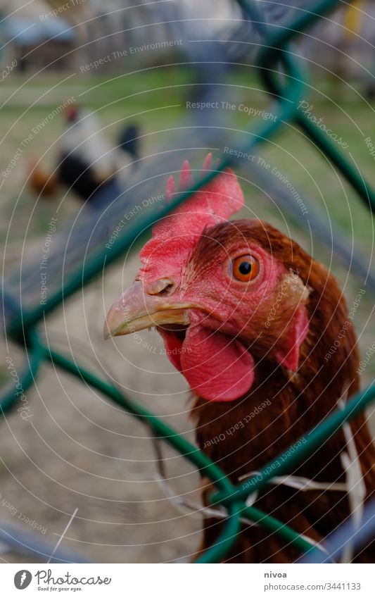 Chicken looking through wire mesh fence hen chicken Wire netting fence Fence Exterior shot Colour photo Deserted Day Farm animal Nature Animal Detail Wire fence