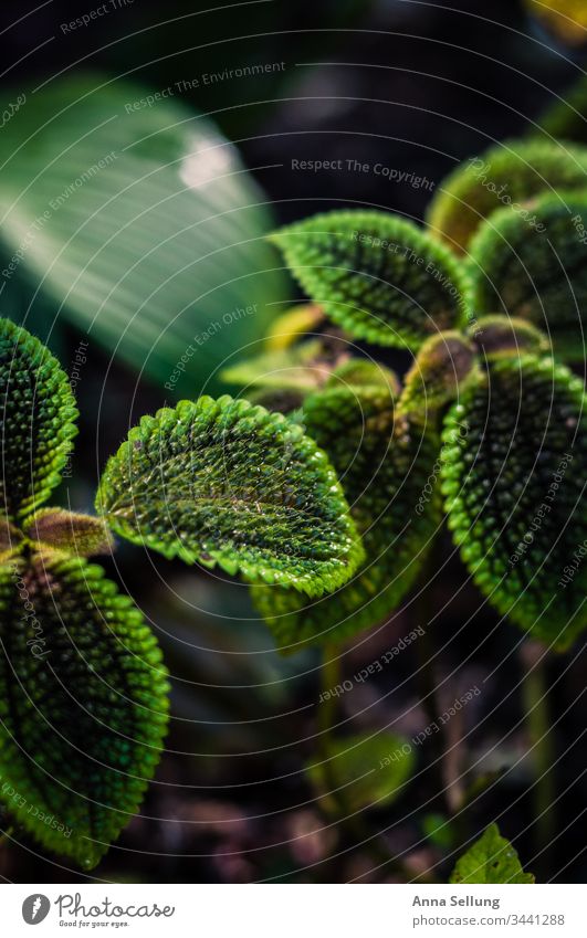 Green diversity on one plant Foliage plant Colour photo Close-up Detail Blur Deserted Environment Light Nature Plant variety Spring Natural Contrast Leaf Growth