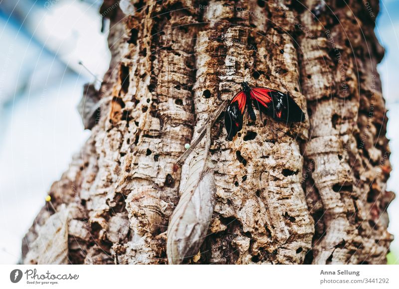 Red butterfly on a tree with strong structures Butterfly Insect Delicate Grand piano Close-up Detail Colour photo Deserted Small Sit Day Natural Nature Easy