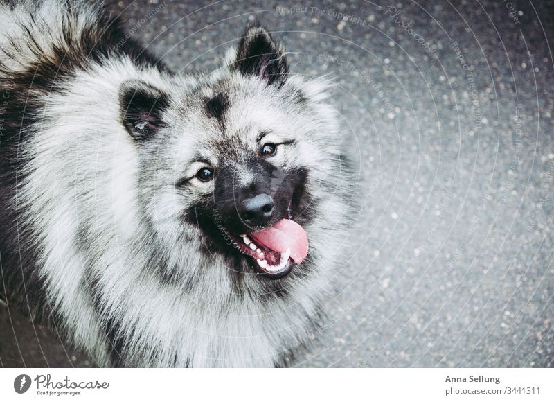 Picture of three colours - Happy Wolfsspitz Black White Gray Hairy Exterior shot Animal Deserted Colour photo Close-up Dog Pelt Animal face Animal portrait