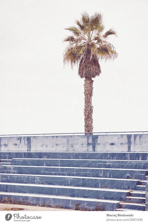 Palm tree over empty concrete stadium seats. row sport arena retro palm abandoned nobody sky vintage step exterior stair game concept old outdoor public