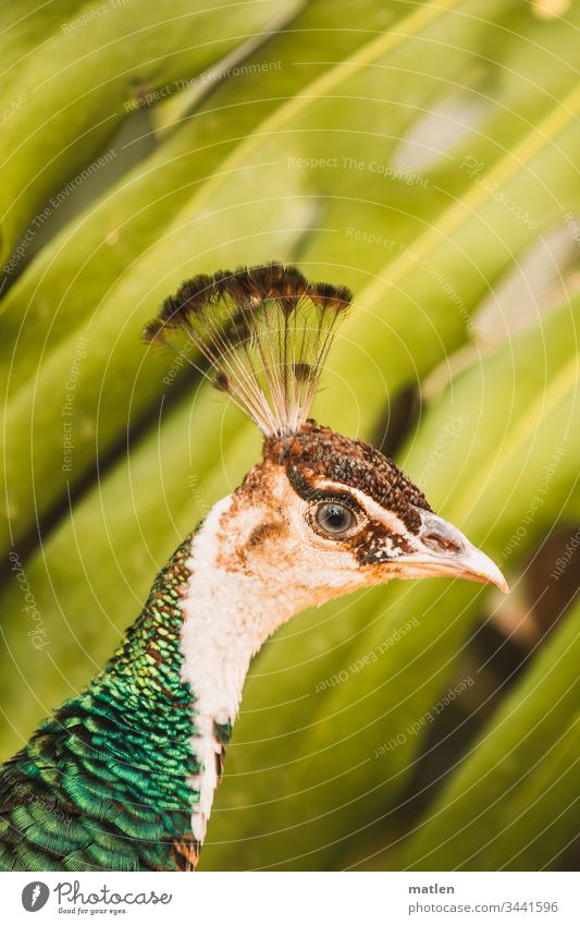 Peacock head in front of palm tree Animal portrait Bird Colour photo Exterior shot pretty Deserted Day Animal face Multicoloured Wild animal Looking
