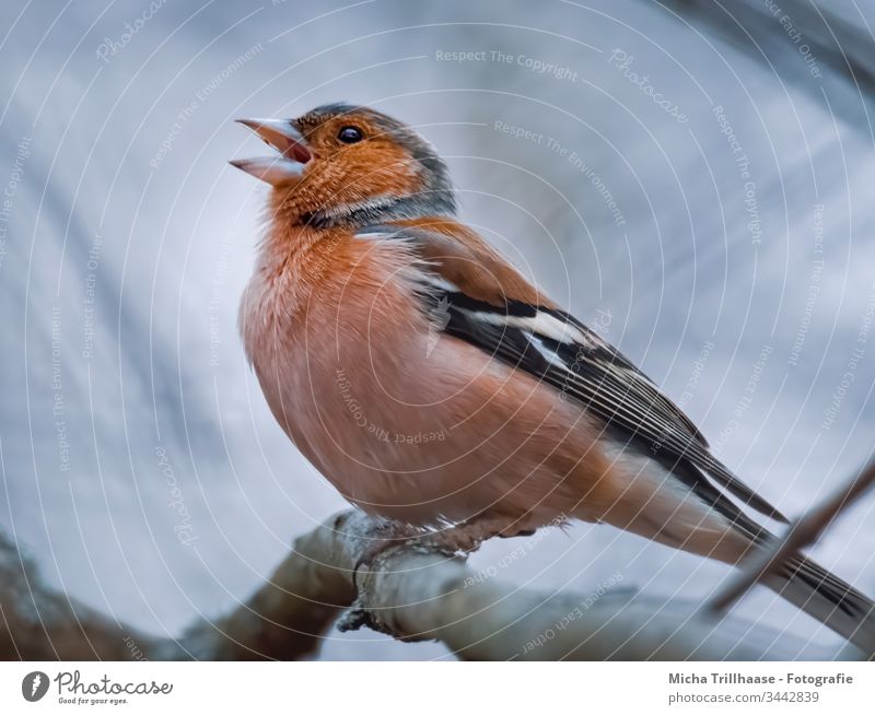 Singing Finch Chaffinch Fringilla coelebs Head Beak Animal face Grand piano Claw Eyes Bird Wild animal Feather Twigs and branches Colour photo Exterior shot