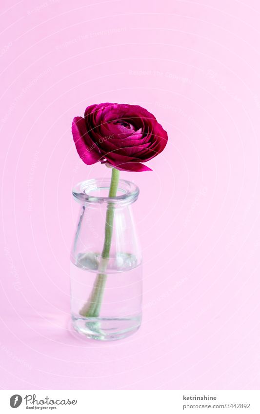 Spring composition with a dark red flower in a glass jar ranunculus water romantic pink light pink pastel soft color close up concept creative day decor