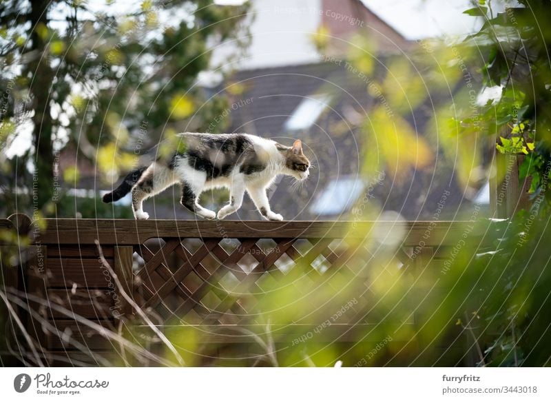Cat balancing on a fence in the garden Outdoors pets feline Pelt White plants Front or backyard Garden selective focus Green Fence Wood Walking on the move