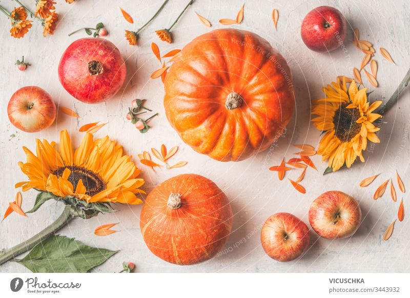 Composition made with pumpkins, sunflowers and apples on white rustic background. Top view composition top view organic food season still life vegetable summer