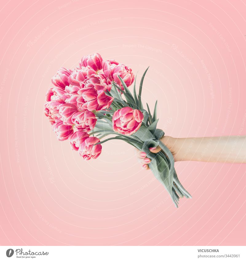 Female hand with pretty tulips bunch at pastel pink background. Creative greeting . Mothers day. Springtime flowers. Abstract spring female creative mothers day