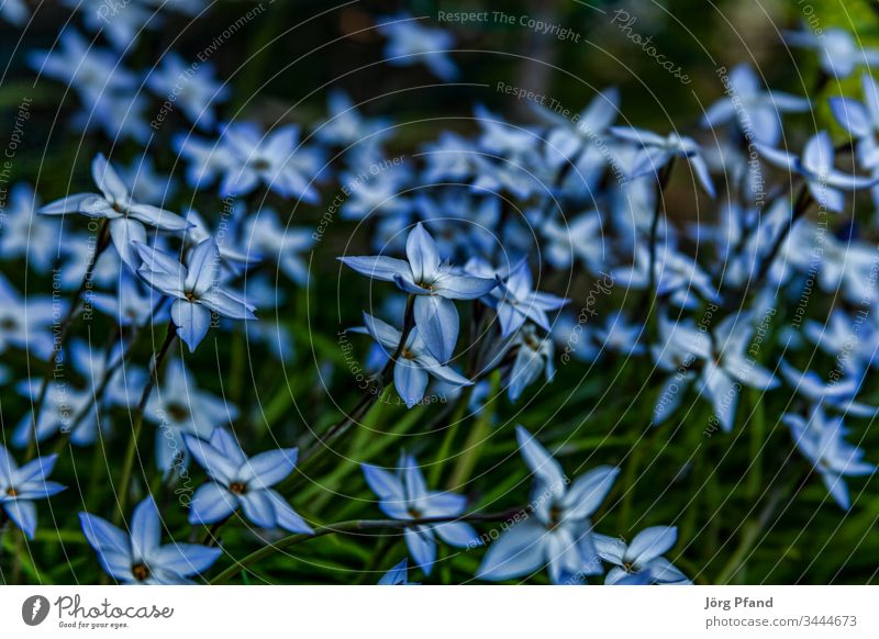 Blooming garlic Garlic plant Flower Blue Blossoming blossom Garden