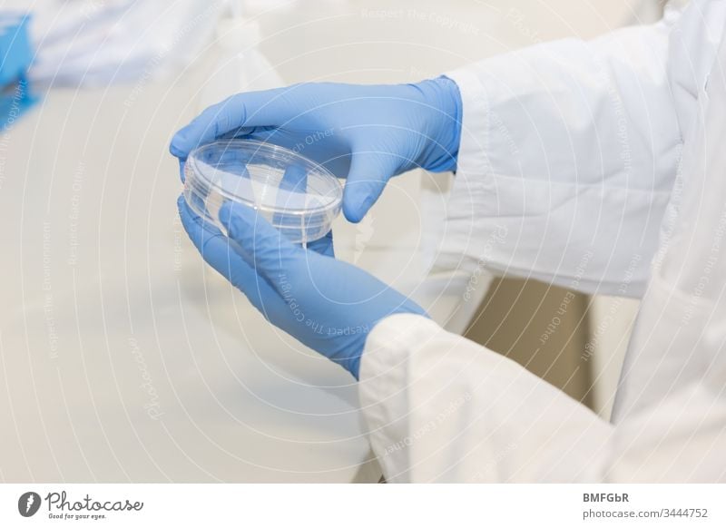 hands wearing blue gloves holding culture dish analysis analyzing assay attempt biological care chemical chemist chemistry clinic corona coronavirus development