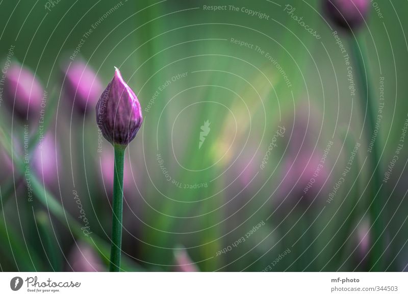 chives Environment Nature Plant Spring Agricultural crop Garden Park Meadow Green Violet Pink Colour photo Exterior shot Detail Deserted Shallow depth of field