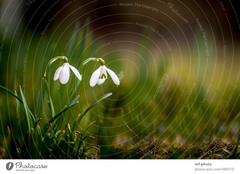snowdrops Environment Nature Plant Spring Flower Garden Park Meadow Green White Colour photo Deserted Deep depth of field