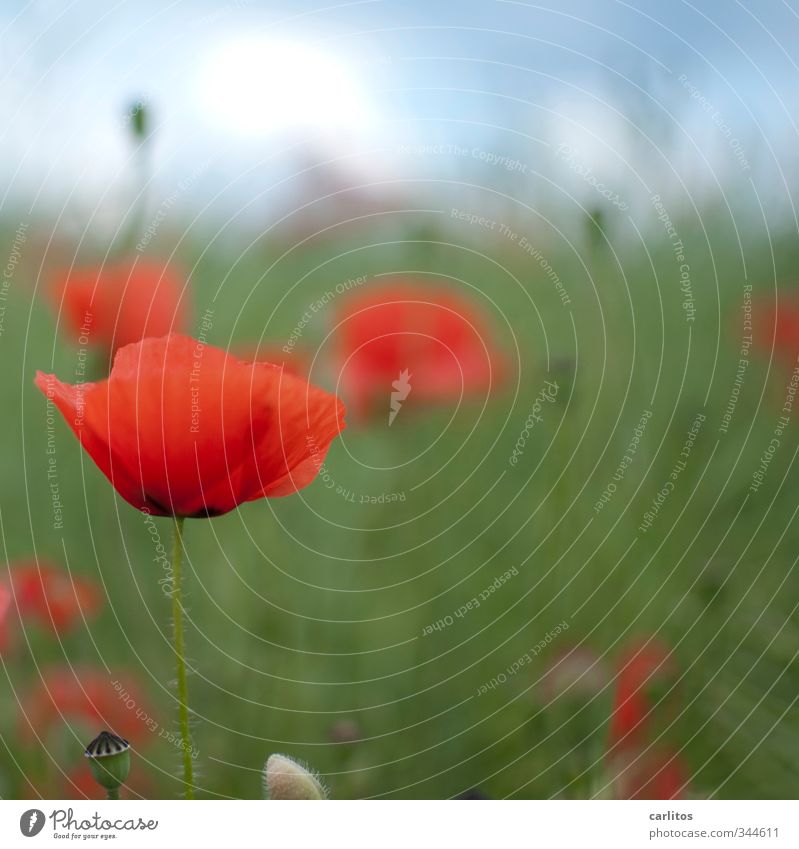 Again and again Mohntags ..... Environment Nature Plant Meadow Blossoming Poppy Red Green Poppy capsule Shallow depth of field Colour photo Exterior shot