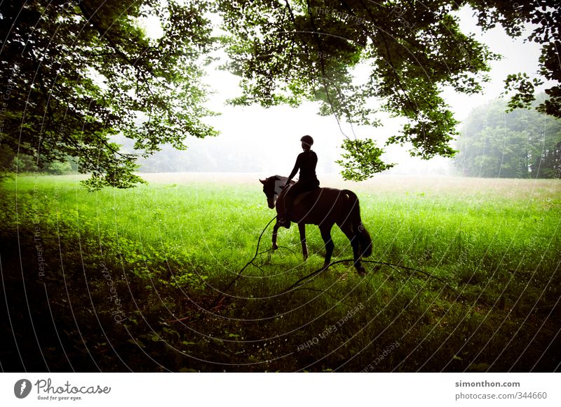 horseback riding Ride Hunting Equestrian sports Nature Meadow Field Forest Horse 1 Animal Adventure Contentment Movement Fragrance Relaxation Experience