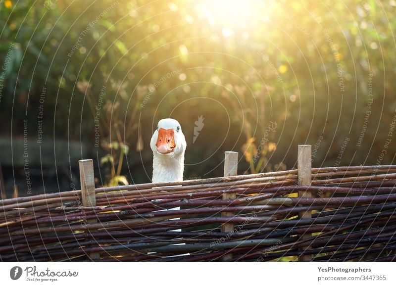 One goose behind farm fence on a sunny day animals birds colorful countryside curiosity curious cute domestic animals farmland feather fowl funny geese nature