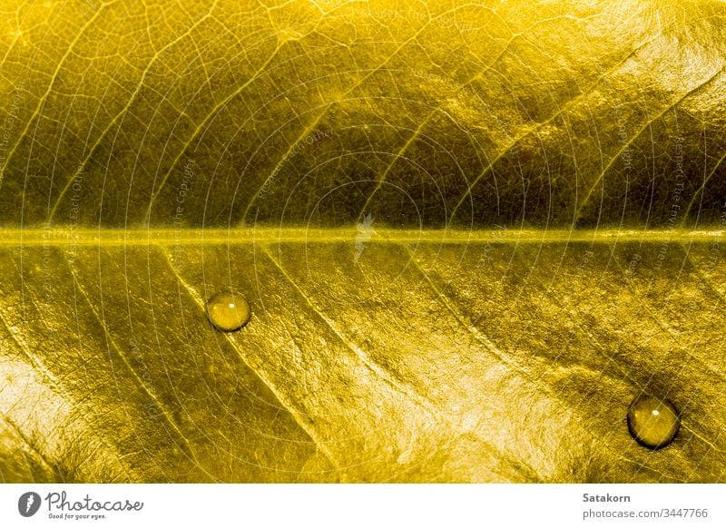 Golden leaf, Texture and water drops texture golden shiny yellow nature color closeup botany plant abstract pattern background decoration light fresh colorful