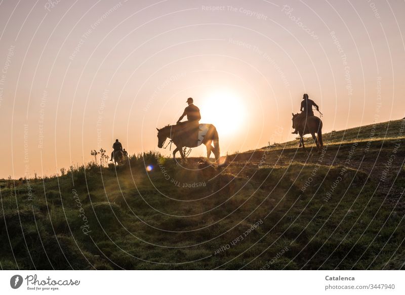 Rider at sunrise Brown Keeping of animals Sky daylight Horizon Agriculture Willow tree Plant Summer persons Grass grasslands prairie Horse Farm animal Animal