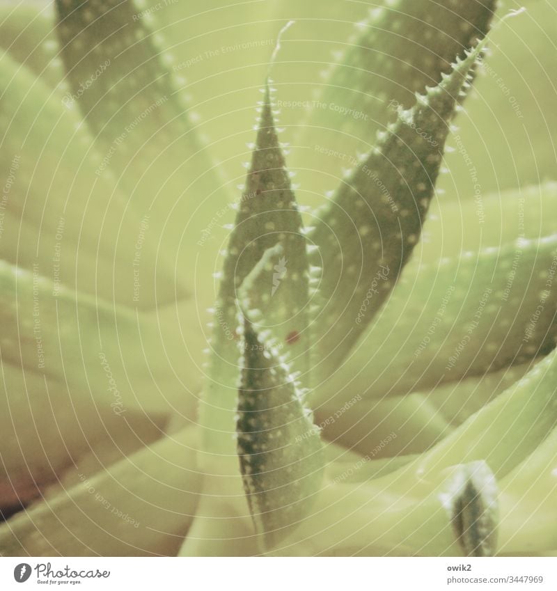 leaf tips Agave leaves needles peak Thorny Nature real Plant Green Close-up Exterior shot Point Detail Exotic blurriness Macro (Extreme close-up)