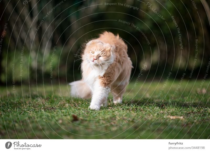 Maine Coon cat shakes in the wind Cat pets feline Pelt Fluffy Longhaired cat Fawn Beige Cream Tabby Ginger cat White One animal Outdoors purebred cat windy Lawn