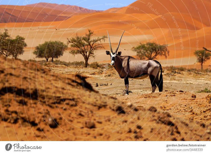 Oryx antelope in the desert Daylight Colour photo Summer Exterior shot Nature flora and fauna Deserted Close-up Animal looks into the camera