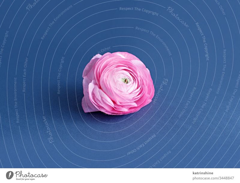 Pink ranunculus flower on a blue background pink spring romantic light pink classic blue composition roses close up concept creative day decoration design