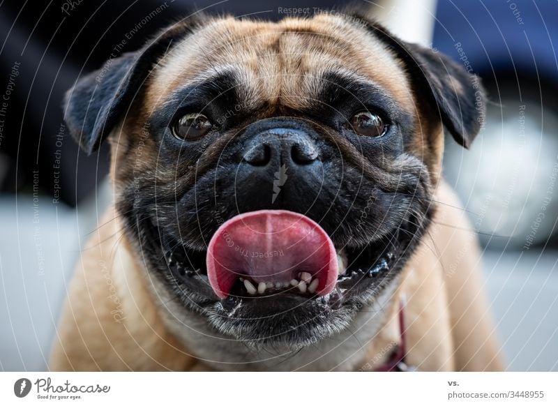 Frontal portrait of a pug, dog, with tongue stuck out Dog Pug frontal perspective Summer cheerful Happiness Loyalty Affectionate Caress Pelt Snout Pet