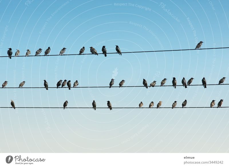 numerous starlings sit on three lines Starling Spreen Sturnus vulgaris Purple Glittering plumage songbird Many Plain dress Passerine Bird Sky