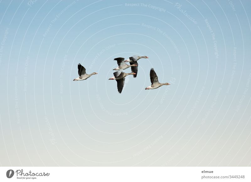 Five grey geese in flight Gray lag goose field goose Duck birds waterfowls Goose anatidae goose birds Anseriformes Goose step flight formation Flying