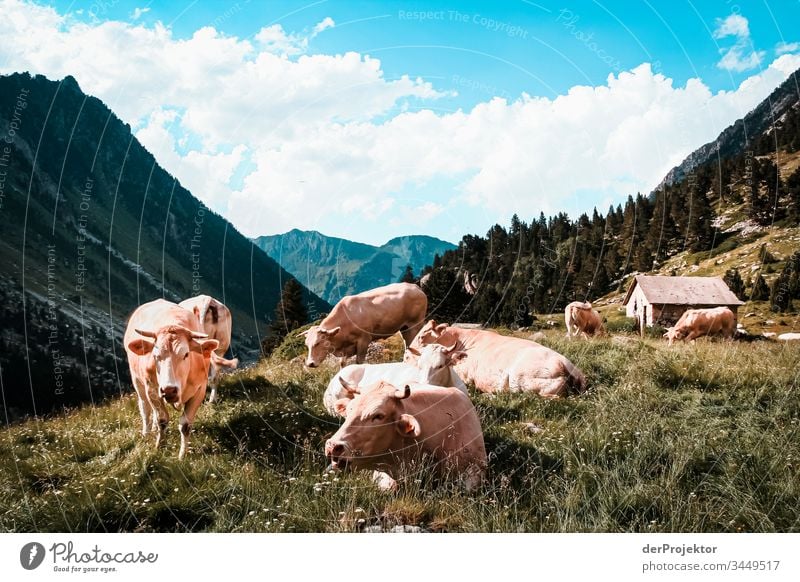 Cows with eye contact in the Pyrenees Looking into the camera Full-length Animal portrait Front view Portrait photograph Wide angle Central perspective