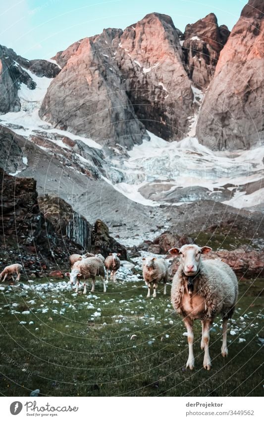 Flock of sheep with eye contact in the Pyrenees Looking into the camera Full-length Animal portrait Front view Portrait photograph Wide angle
