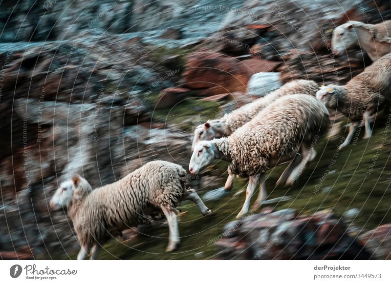 Running sheep in the Pyrenees Forward Full-length Animal portrait Portrait photograph Central perspective Contrast Dawn Morning Copy Space middle