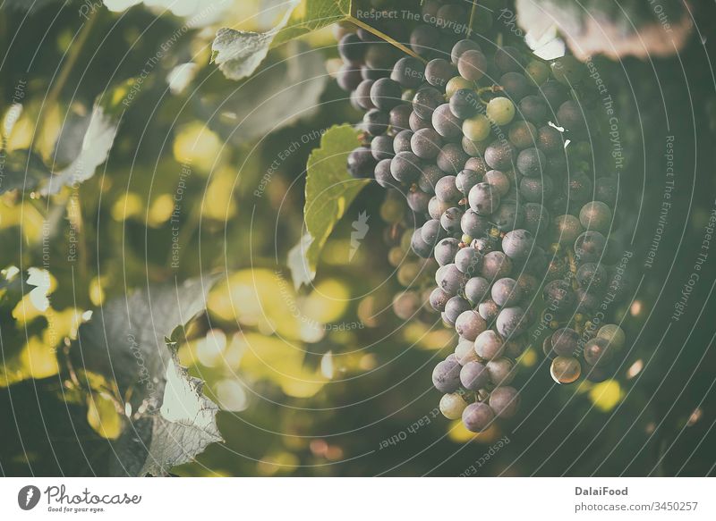 Vineyard and grape in the natural place agriculture autumn background blue bunch close up closeup color colorful copy countryside drops farm flora food fresh